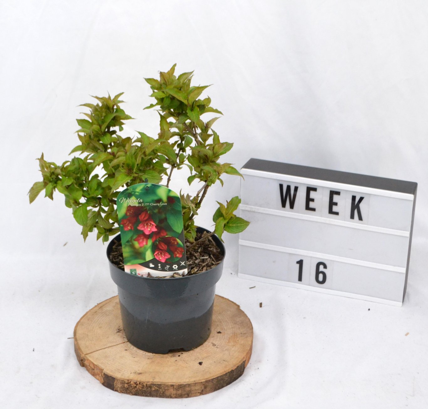 Weigela 'Cherry Love' - C3 20-40 CM